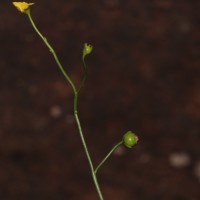 Utricularia gibba L.